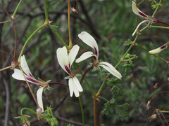 Pelargonium trifidum