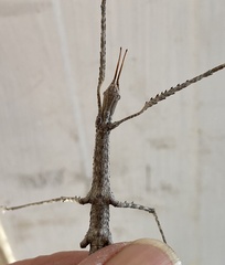 Acanthomima rhipheus