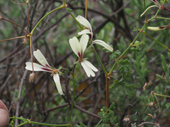 Pelargonium trifidum