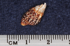 Cerithiidae