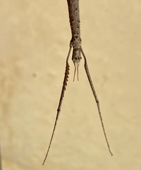 Acanthomima rhipheus