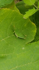 Sphenarium purpurascens