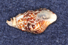Cerithiidae