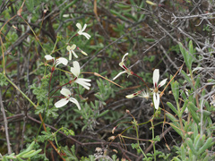 Pelargonium trifidum