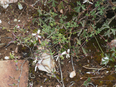 Pelargonium trifidum