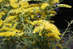 Sparnopolius confusus