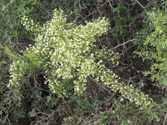 Gymnosporia buxifolia