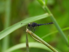 Indothemis carnatica