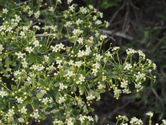 Gymnosporia buxifolia