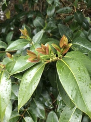 Ligustrum lucidum