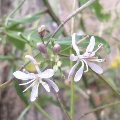 Thelypodium wrightii