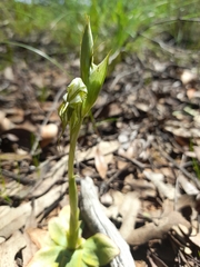 Pterostylis spathulata