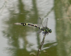 Ictinogomphus rapax