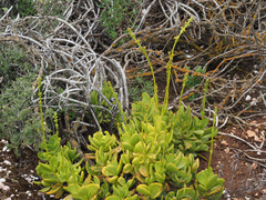 Crassula cultrata
