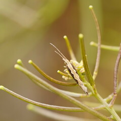 Plutella xylostella-australiana