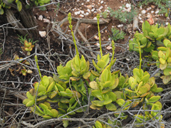 Crassula cultrata
