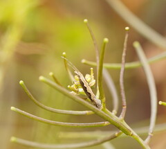 Plutella xylostella-australiana
