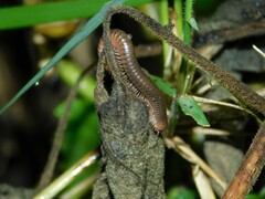 Diplopoda