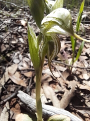 Pterostylis spathulata