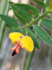 Bossiaea heterophylla