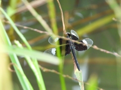 Neurothemis tullia