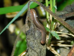 Diplopoda