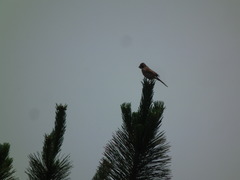 Emberiza cioides
