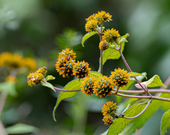Tilesia baccata
