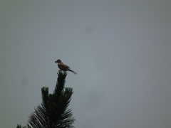 Emberiza cioides