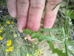 Thelypodium wrightii