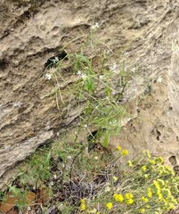 Thelypodium wrightii