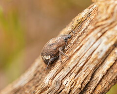 Oxyops fasciatus