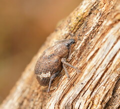 Oxyops fasciatus