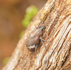 Oxyops fasciatus