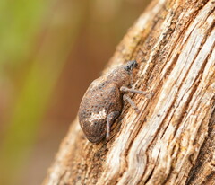 Oxyops fasciatus