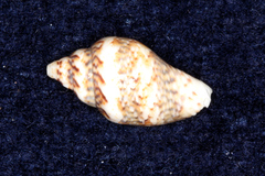Euplica scripta