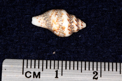 Euplica scripta