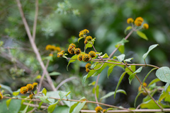 Tilesia baccata