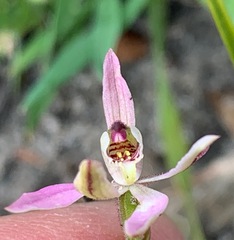 Caladenia pusilla