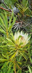 Protea repens