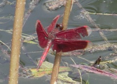 Neurothemis taiwanensis