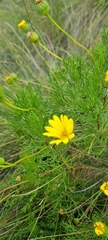 Ursinia paleacea