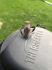 Acanthocephala terminalis