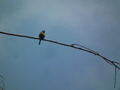 Phoenicurus auroreus