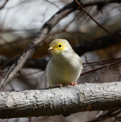 Ptilotula penicillata