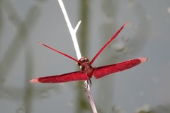 Neurothemis taiwanensis