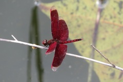Neurothemis taiwanensis