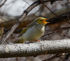 Ptilotula penicillata