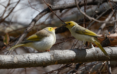 Ptilotula penicillata