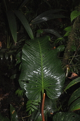 Anthurium nervatum